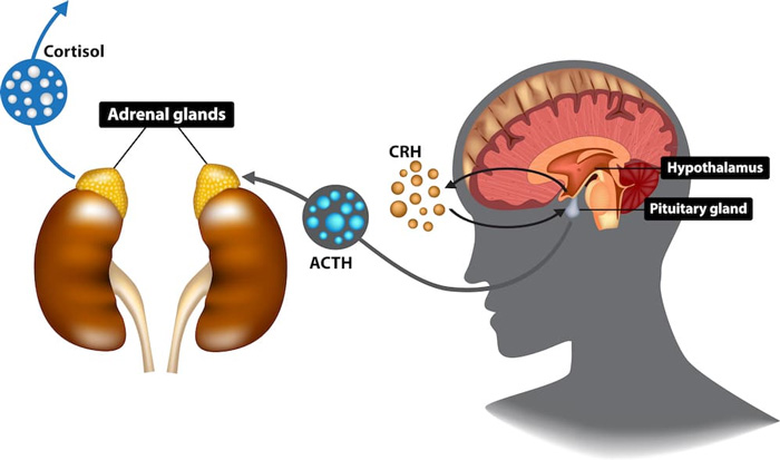 ESTRES ADRENAL