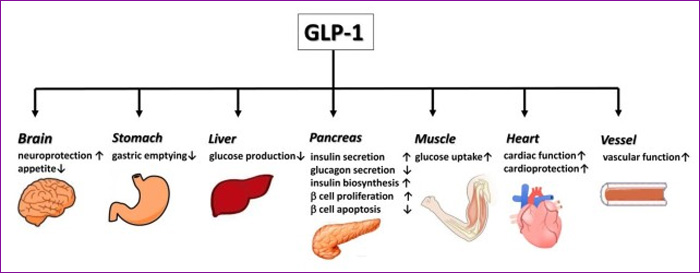 INCRETINAS / GLP-1