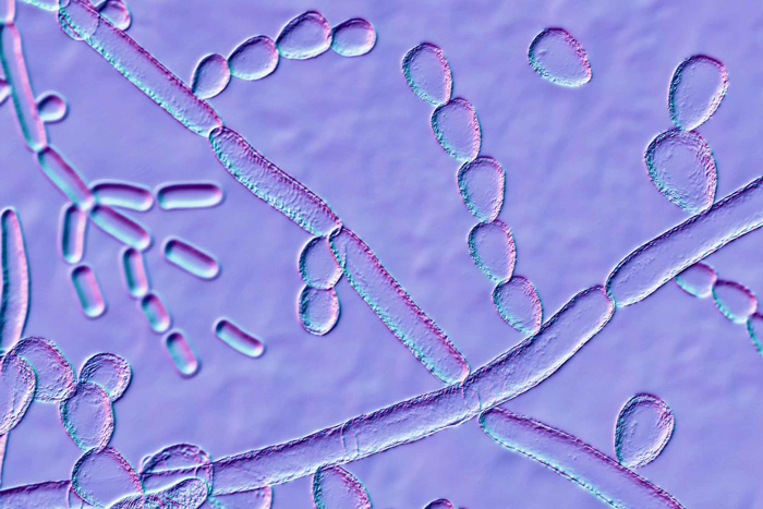 MICROBIOTA CUTANEA