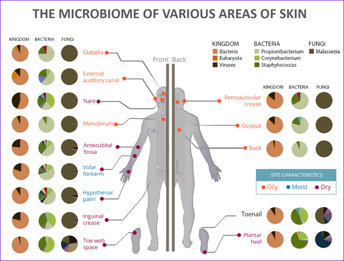 MICROBIOTA CUTANEA