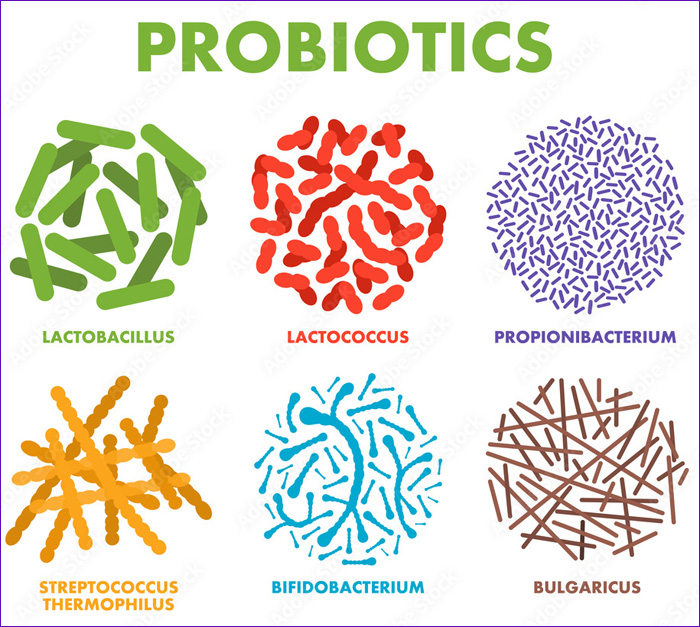 PROBIOTICOS