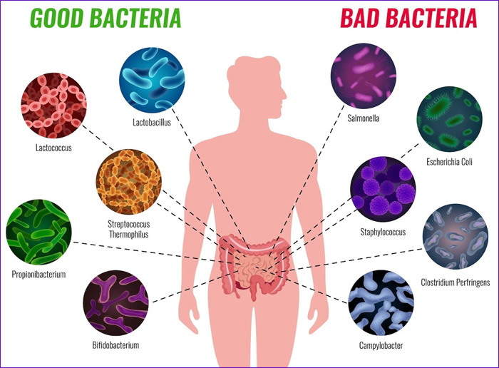 PROBIOTICOS