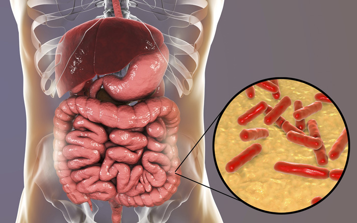 PROBIOTICOS