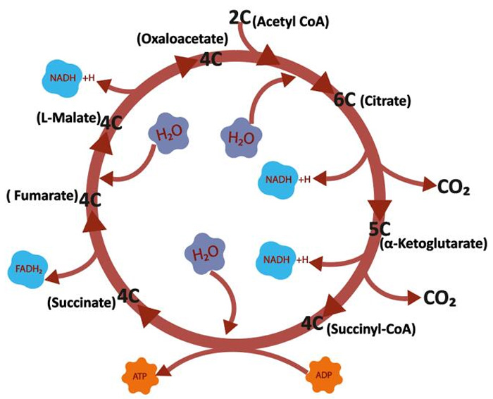 Ciclo de Krebs
