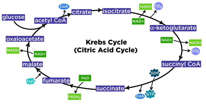 Ciclo de Krebs