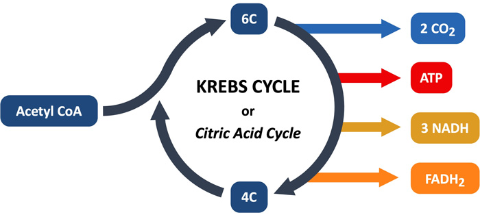 Ciclo de Krebs