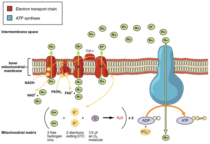 Ciclo de Krebs