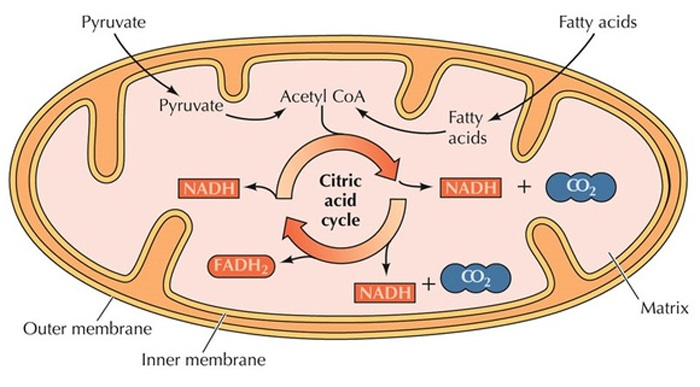 Ciclo de Krebs