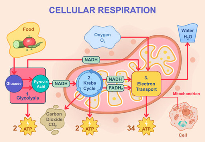 Ciclo de Krebs