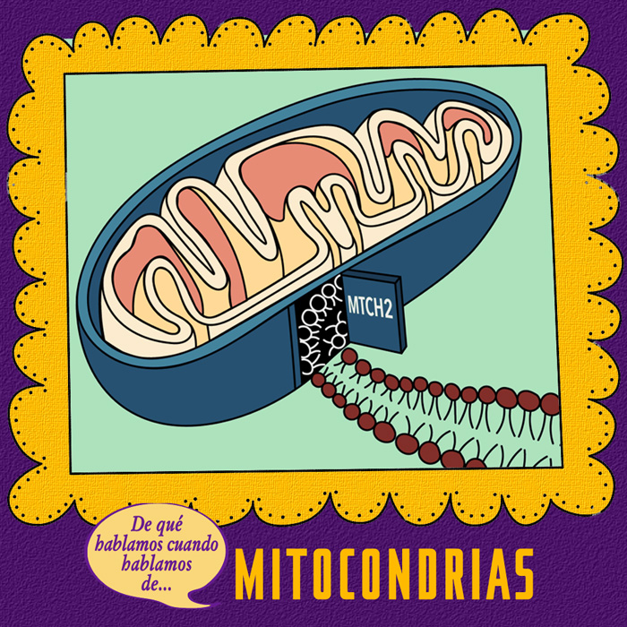 mitocondrias