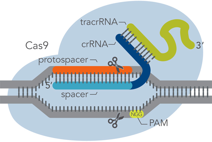 CRISPR-Cas9