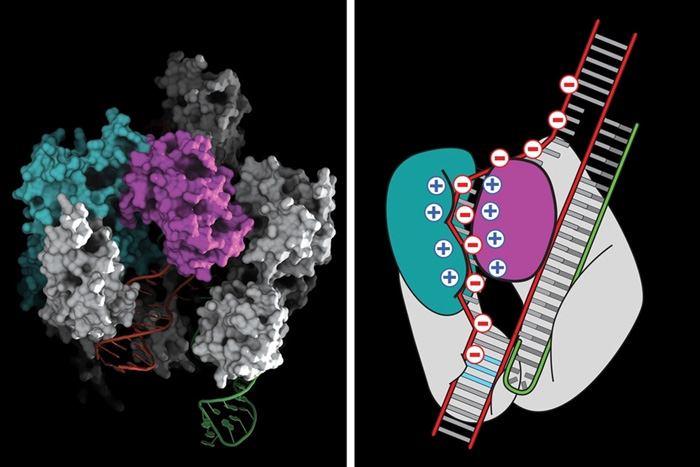 CRISPR-Cas9