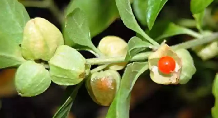 Ashwagandha