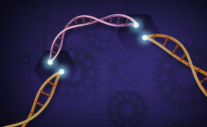 BIOMEDICINA / CRISPR-Cas9