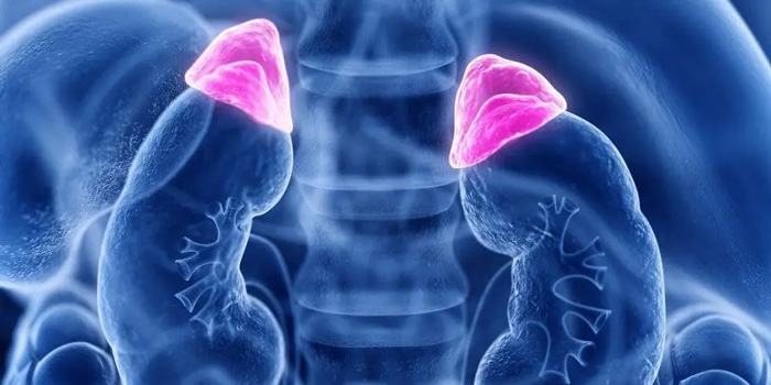 ESTRES ADRENAL