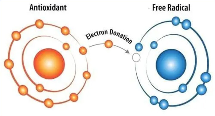 ESTRAS OXIDATIVO