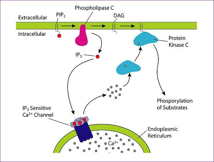 INOSITOLES