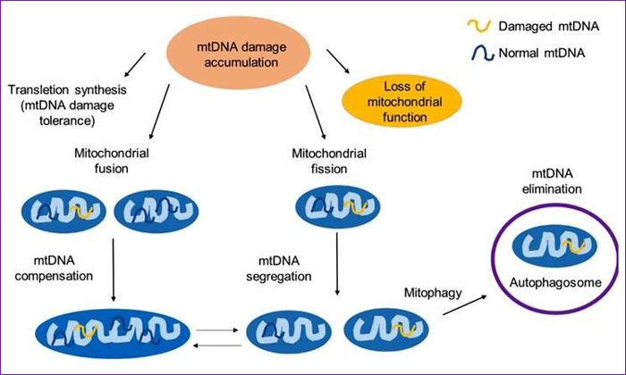 Mitocondrias y Longevidad