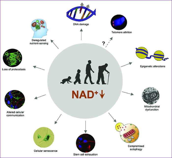 NAD+
