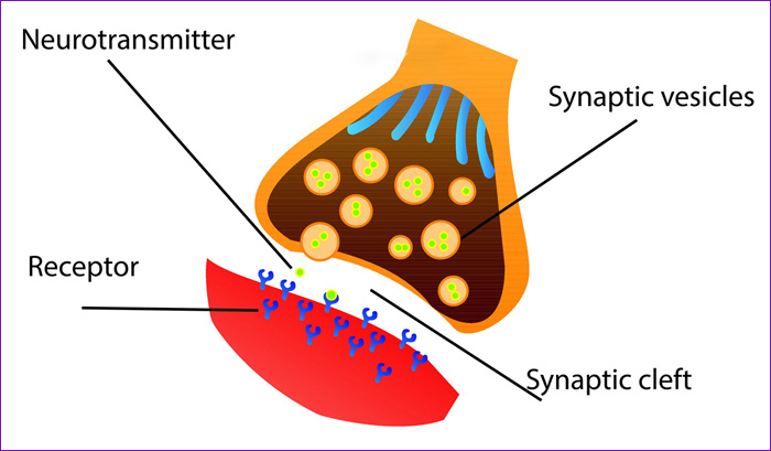 NEUROTRANSMISORES