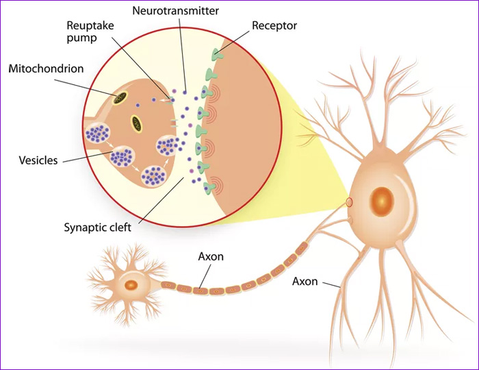 NEUROTRANSMISORES