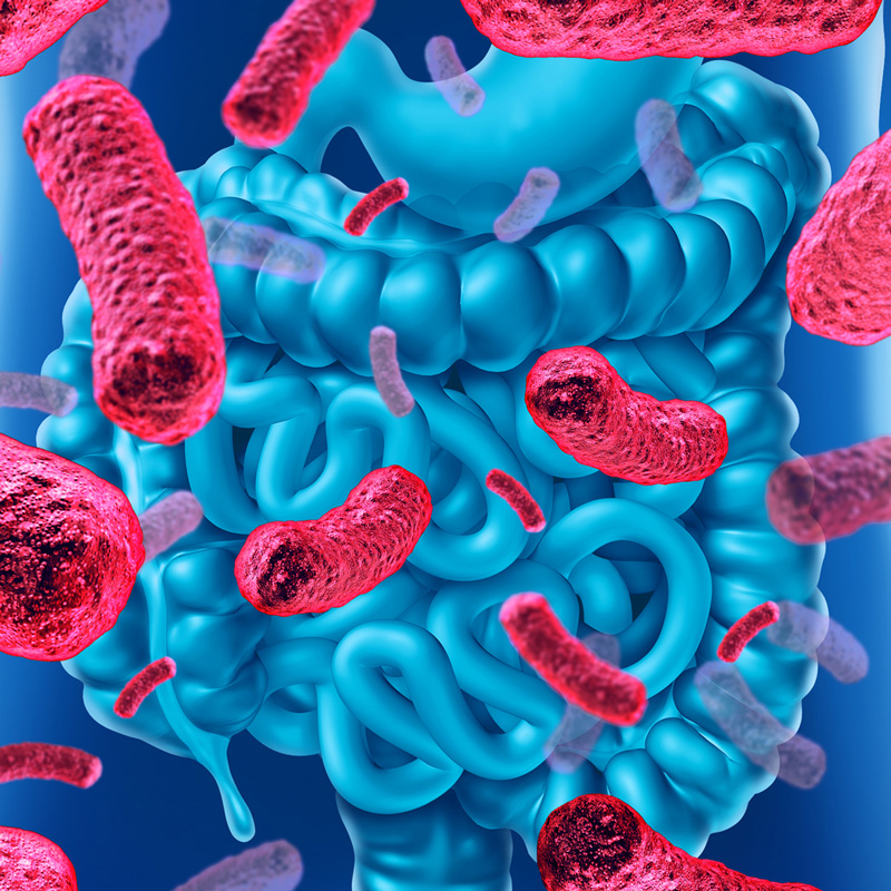 Prebióticos y Microbiota