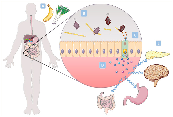 Prebióticos y Microbiota Intestinal