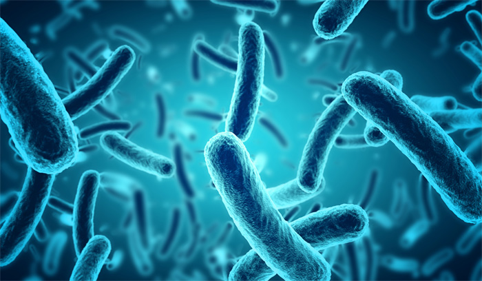 Prebióticos y Microbiota Intestinal