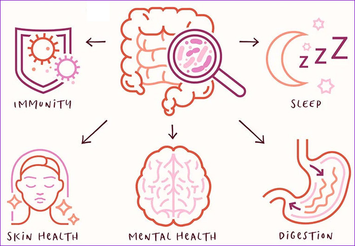 Prebióticos y Microbiota Intestinal