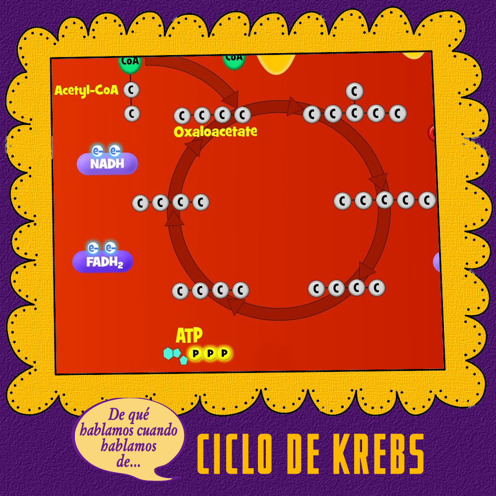 Ciclo de Krebs